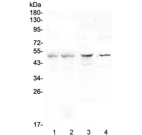 CFP Antibody / Properdin - image 1