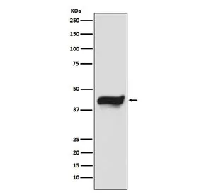 IKB epsilon Recombinant Antibody / NFKBIE - image 1