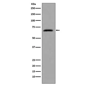 CDC7 Recombinant Antibody - image 1