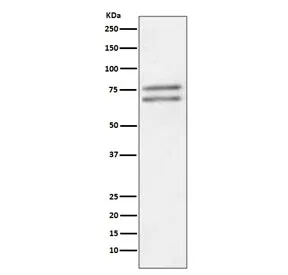 ADAM10 Recombinant Antibody - image 1