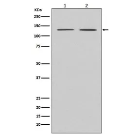 APAF1 Recombinant Antibody - image 1
