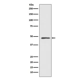 MEK7 Recombinant Antibody / MAP2K7 / MKK7 - image 1