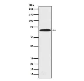 PRMT5 Recombinant Antibody - image 1