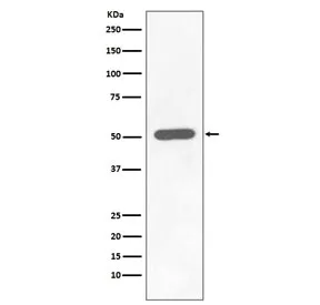 CHK1 Recombinant Antibody (pS296) - image 1