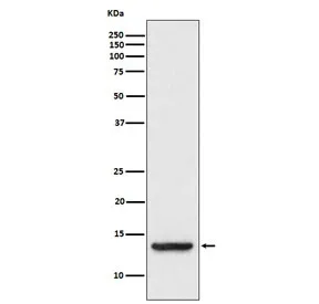 TAX1BP3 Recombinant Antibody / TIP-1 - image 1