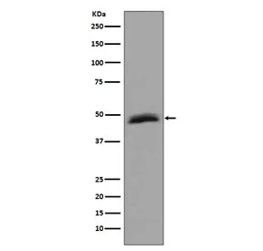Aurora-A Recombinant Antibody / AURKA - image 1