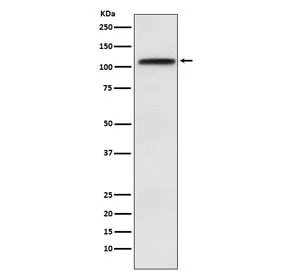 Exportin 1 Recombinant Antibody / XPO1 / CRM1 - image 1