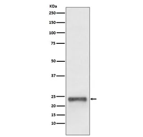 FAT10 Recombinant Antibody / Ubiquitin D / UBD - image 1