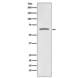 p73 Recombinant Antibody / Tumor Protein 73 - image 1