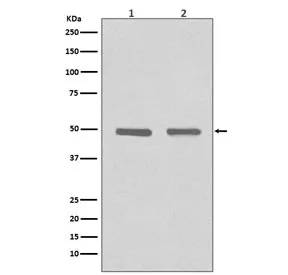 HDAC3 Recombinant Antibody - image 1