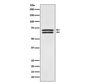 PDPK1 Recombinant Antibody / 3-phosphoinositide-dependent protein kinase 1 - image 1