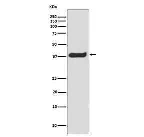 LAT Recombinant Antibody / Linker for Activation of T cells (pY191) - image 1