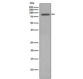 NBS1 Recombinant Antibody / NBN - image 1