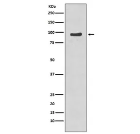 NBS1 Recombinant Antibody / NBN (pS343) - image 1