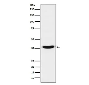 VPS26A Recombinant Antibody - image 1