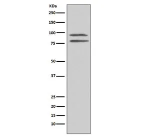 MSK1 Recombinant Antibody (pS376) - image 1