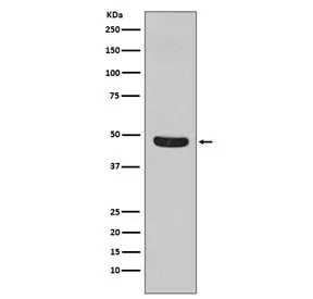 Flotillin 1 Recombinant Antibody - image 1