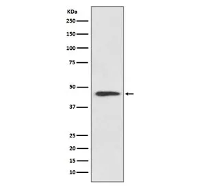 Cyclin B2 Recombinant Antibody / CCNB2 - image 1