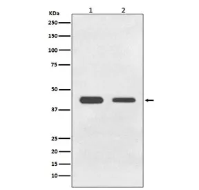 GDF11 Recombinant Antibody / BMP11 - image 1