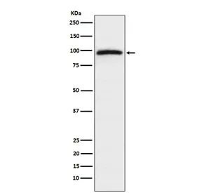 Epac1 Recombinant Antibody / RAPGEF3 - image 1