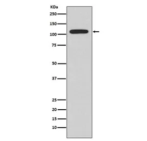 NFAT2 Recombinant Antibody / NFATC1 - image 1