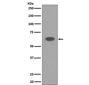 AIFM1 Recombinant Antibody / AIF / Apoptosis-Inducing Factor - image 1