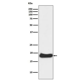 Claudin 1 Recombinant Antibody / CLDN1 - image 1