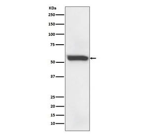 58K Golgi protein Recombinant Antibody / Golgi Marker - image 1