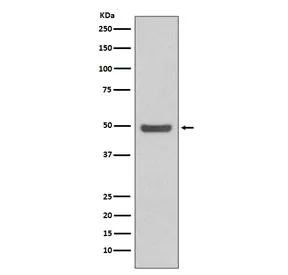 Cyclin E2 Recombinant Antibody / CCNE2 - image 1