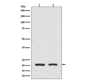 DHFR Recombinant Antibody - image 1