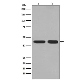 PGK1 Recombinant Antibody - image 1