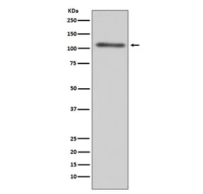 C3 Recombinant Antibody / Complement C3 - image 1