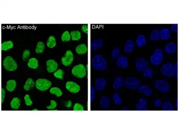 c-Myc Recombinant Antibody - image 1