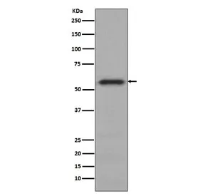 c-Myc Recombinant Antibody - image 1