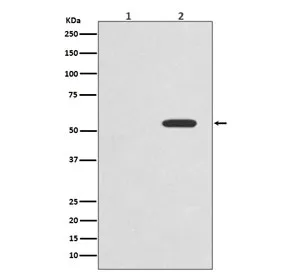 Phospho-c-Myc Recombinant Antibody (pT58) - image 1