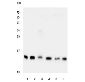 Cystatin C Antibody / Cystatin 3 - image 1