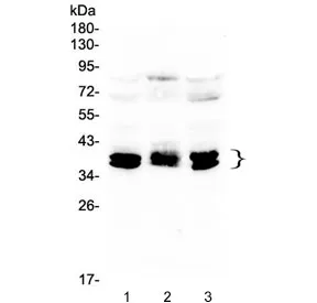 CXCR4 Antibody - image 1