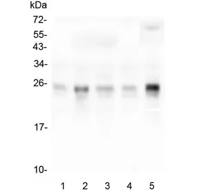 RHOB Antibody - image 1