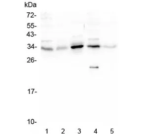 PPA1 Antibody / Inorganic pyrophosphatase - image 1