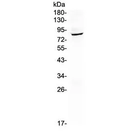 HOOK2 Antibody - image 1