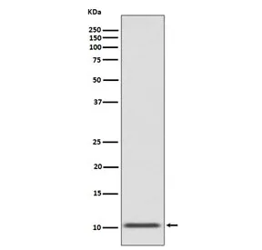 GLP-1 Recombinant Antibody / Glucagon-like peptide 1 - image 1
