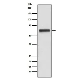 IgG3 Recombinant Antibody - image 1