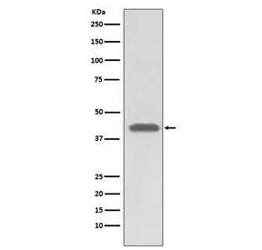 HLA-A Recombinant Antibody - image 1