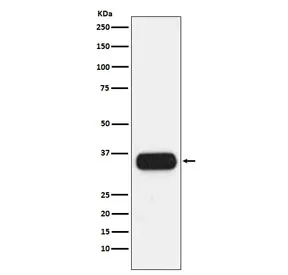 HLA-DQA1 Recombinant Antibody - image 1