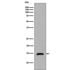 Histone H2B Recombinant Antibody (pT129) - image 1