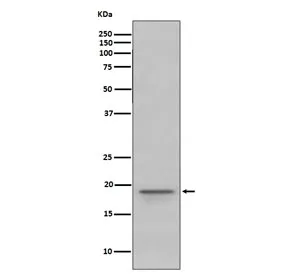 MBP Recombinant Antibody / Myelin Basic Protein - image 1