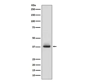 Glycophorin A Recombinant Antibody - image 1