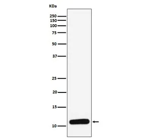 Platelet factor 4 / PF4 Recombinant Antibody - image 1