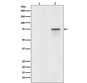Phospho-Raf1 Recombinant Antibody / c-Raf (pS259) - image 1