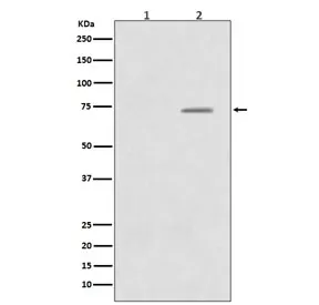 Phospho-Raf1 Recombinant Antibody / c-Raf (pS43) - image 1